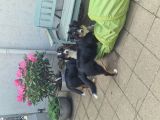 Vorschaubild 6