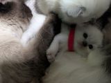 Vorschaubild 8