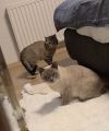 Vorschaubild 7