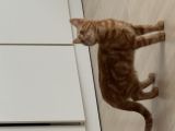 Vorschaubild 3