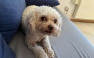 Vorschaubild 1