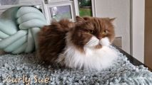 Vorschaubild 6