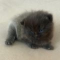 Vorschaubild 4