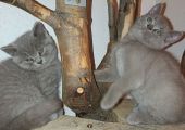 Vorschaubild 7