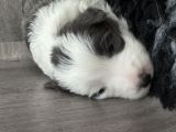 Vorschaubild 5