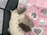 Vorschaubild 3