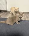 Vorschaubild 5
