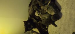 Vorschaubild 1