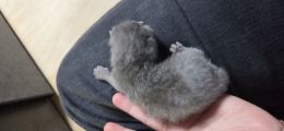 Vorschaubild 3