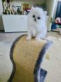 Vorschaubild 8
