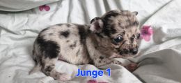 Vorschaubild 2