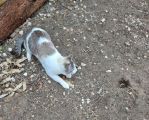 Vorschaubild 5