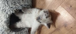 Vorschaubild 7