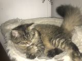 Vorschaubild 6