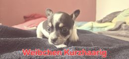 Vorschaubild 5