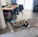 Vorschaubild 9