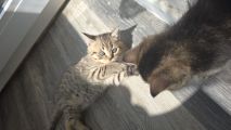 Vorschaubild 10