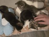 Vorschaubild 5