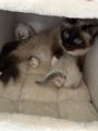 Vorschaubild 7