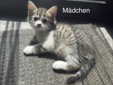 Vorschaubild 6