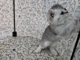 Vorschaubild 5