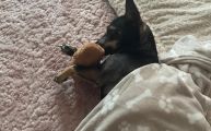 Vorschaubild 2