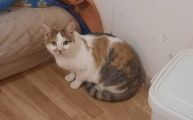 Vorschaubild 1