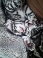 Vorschaubild 6