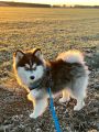 Vorschaubild 3