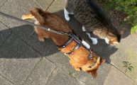 Vorschaubild 2