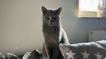 Vorschaubild 3