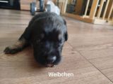 Vorschaubild 5
