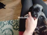 Vorschaubild 6