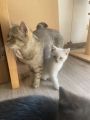 Vorschaubild 8