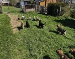 Vorschaubild 6
