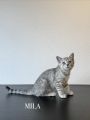 Vorschaubild 10