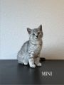 Vorschaubild 5