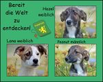 Vorschaubild 1