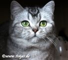 Vorschaubild 9