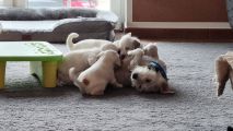 Vorschaubild 1
