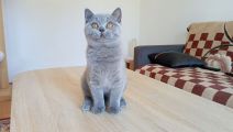 Vorschaubild 1