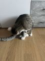 Vorschaubild 3