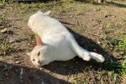 Vorschaubild 9