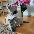 Vorschaubild 6