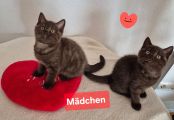 Vorschaubild 3