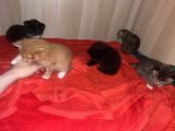 Vorschaubild 4