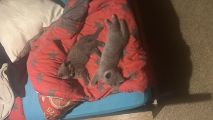 Vorschaubild 3