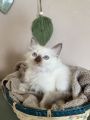 Vorschaubild 2