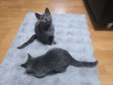 Vorschaubild 9