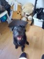 Vorschaubild 1